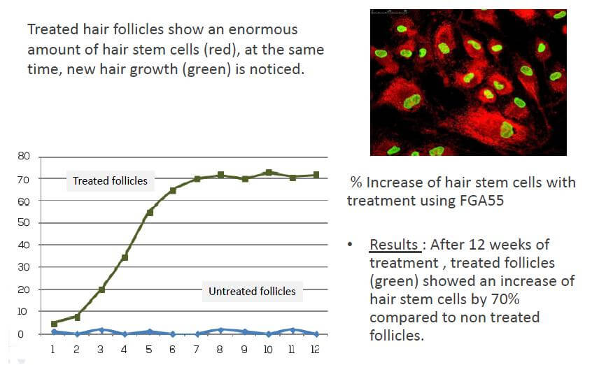 Effects of FGA55 on Hair Follicles: up to 70% increase